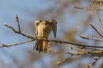 sitting American Kestrel