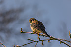 sitting American Kestrel