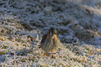 standing American Kestrel