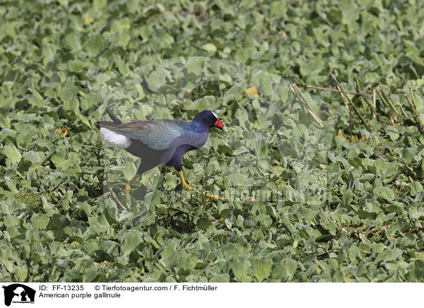 Zwergsultanshuhn / American purple gallinule / FF-13235