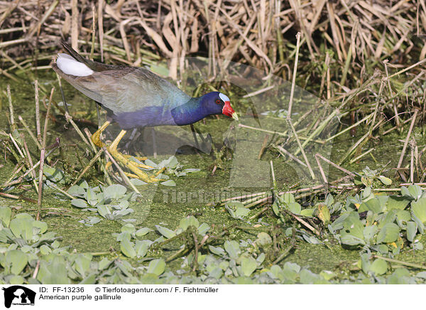 Zwergsultanshuhn / American purple gallinule / FF-13236