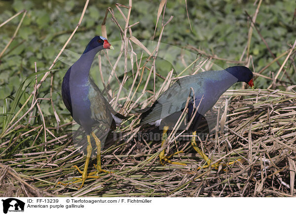 Zwergsultanshuhn / American purple gallinule / FF-13239