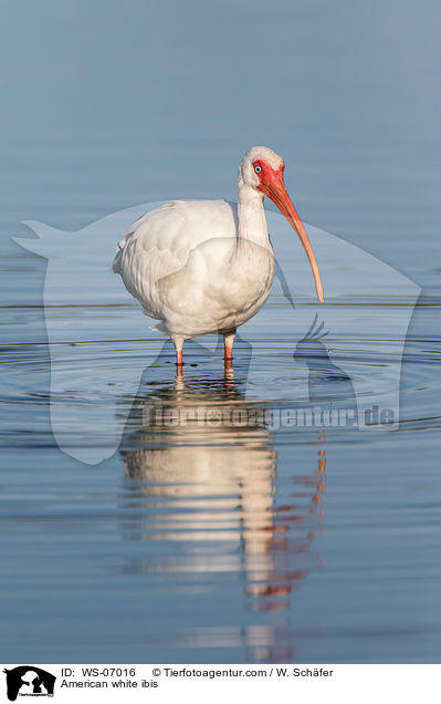 American white ibis / WS-07016