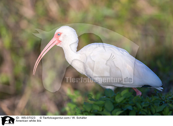 Schneesichler / American white ibis / WS-07023