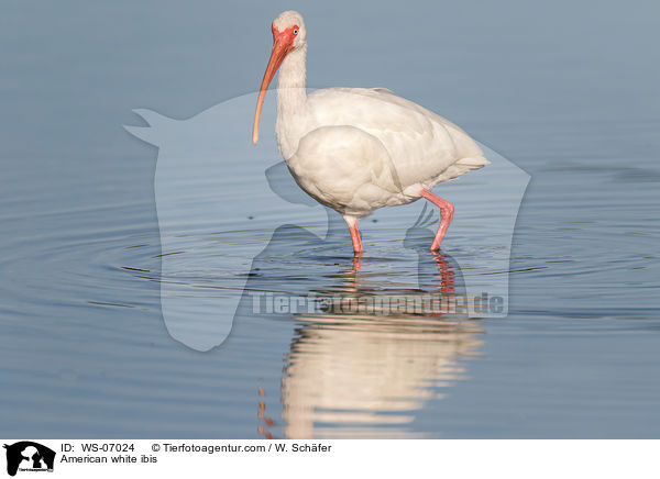 American white ibis / WS-07024
