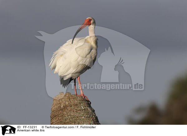 Schneesichler / American white ibis / FF-13231