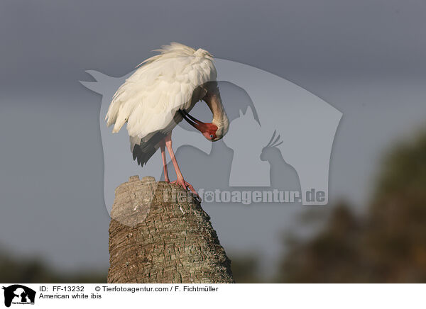 Schneesichler / American white ibis / FF-13232