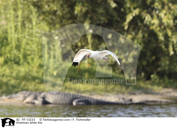 American white ibis / FF-13233