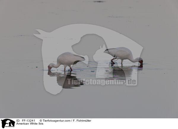 Schneesichler / American White Ibis / FF-13241