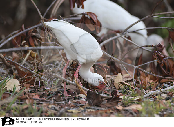 Schneesichler / American White Ibis / FF-13244
