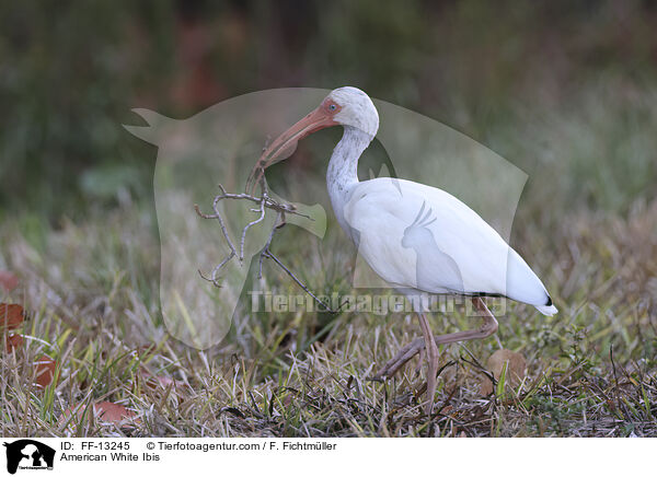 Schneesichler / American White Ibis / FF-13245
