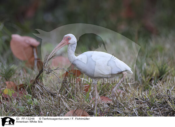 Schneesichler / American White Ibis / FF-13246
