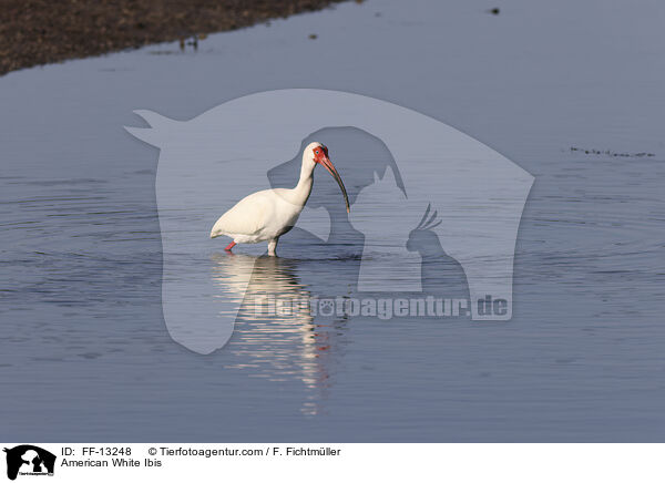 Schneesichler / American White Ibis / FF-13248