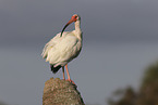 American white ibis