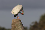 American white ibis