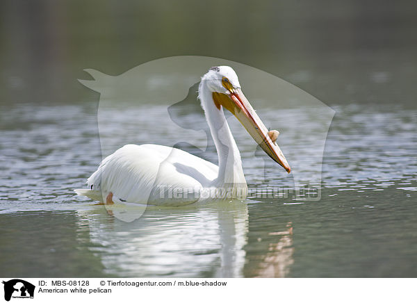 Nashornpelikan / American white pelican / MBS-08128