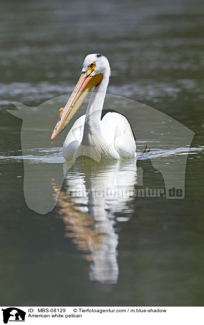American white pelican / MBS-08129