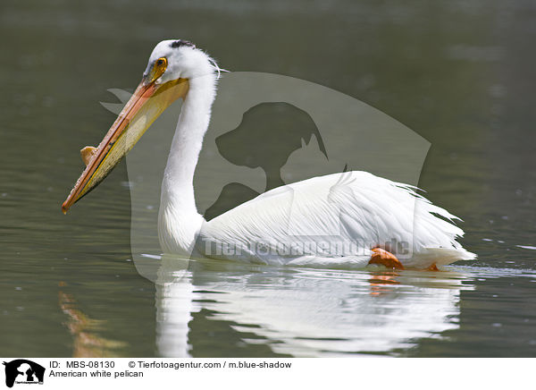 American white pelican / MBS-08130