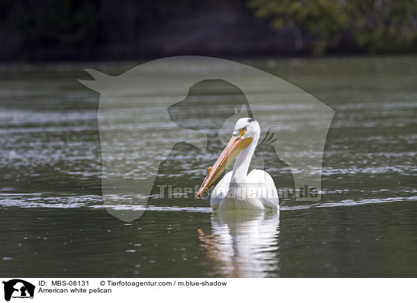 Nashornpelikan / American white pelican / MBS-08131