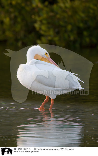 American white pelican / WS-06913