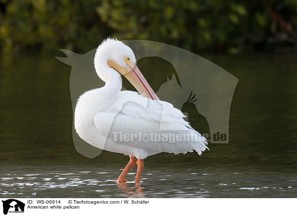 American white pelican / WS-06914