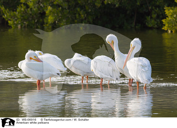 Nashornpelikane / American white pelicans / WS-06916