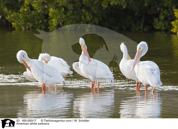 American white pelicans / WS-06917