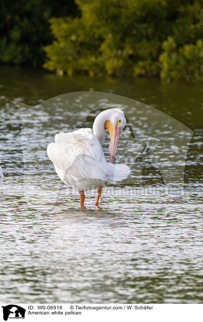 American white pelican / WS-06918