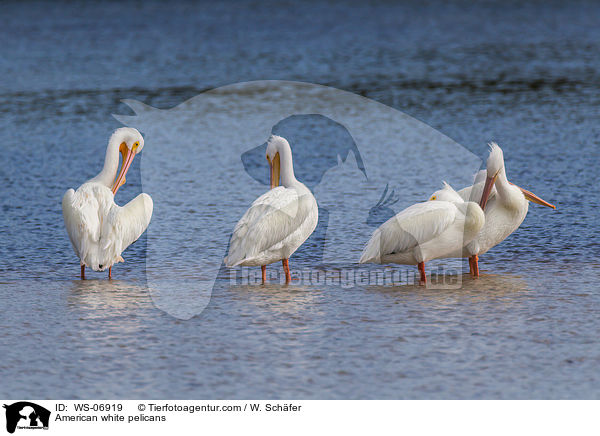Nashornpelikane / American white pelicans / WS-06919