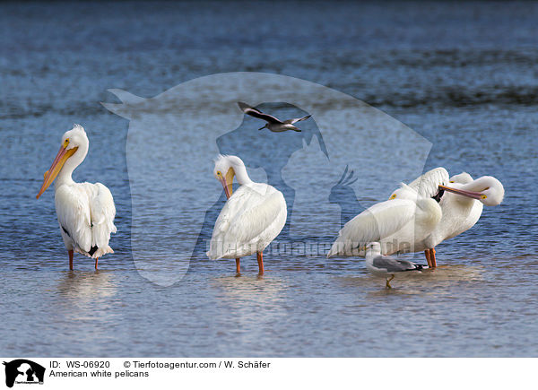 American white pelicans / WS-06920