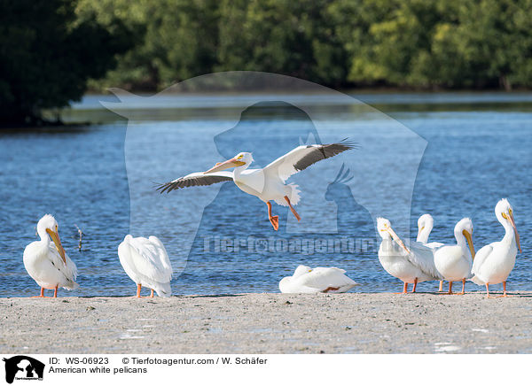 Nashornpelikane / American white pelicans / WS-06923