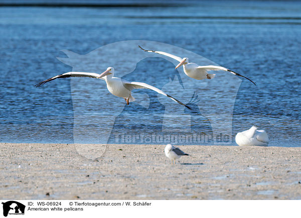 Nashornpelikane / American white pelicans / WS-06924