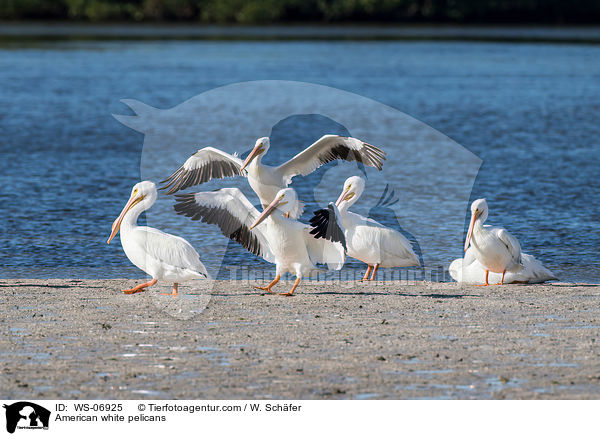 American white pelicans / WS-06925