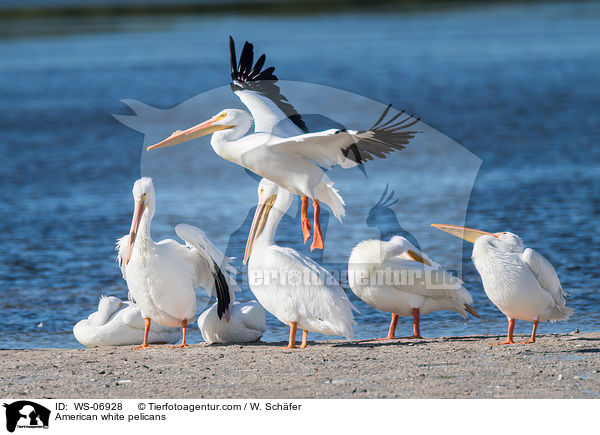 Nashornpelikane / American white pelicans / WS-06928