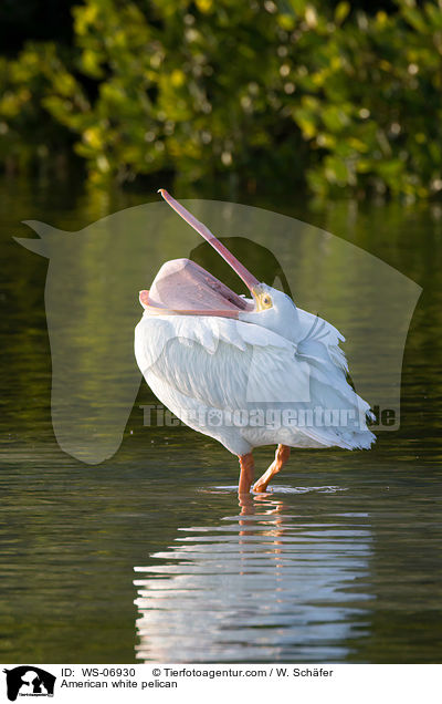 Nashornpelikan / American white pelican / WS-06930