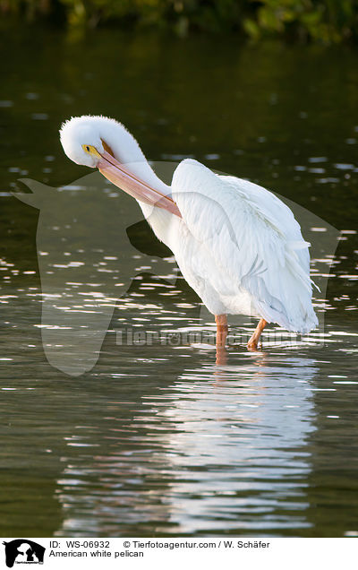 Nashornpelikan / American white pelican / WS-06932