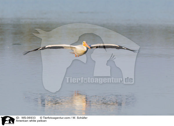 American white pelican / WS-06933