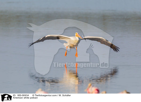 American white pelican / WS-06934