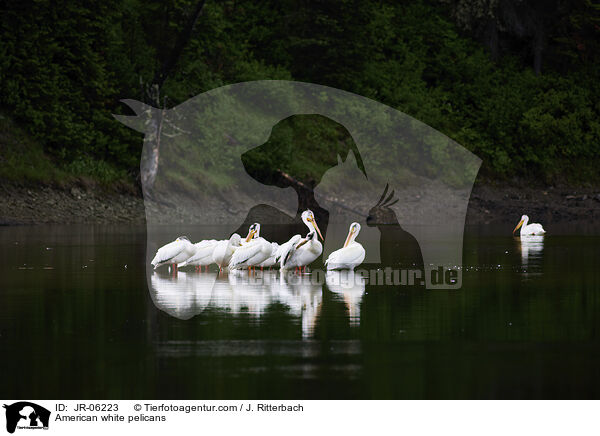 Nashornpelikane / American white pelicans / JR-06223