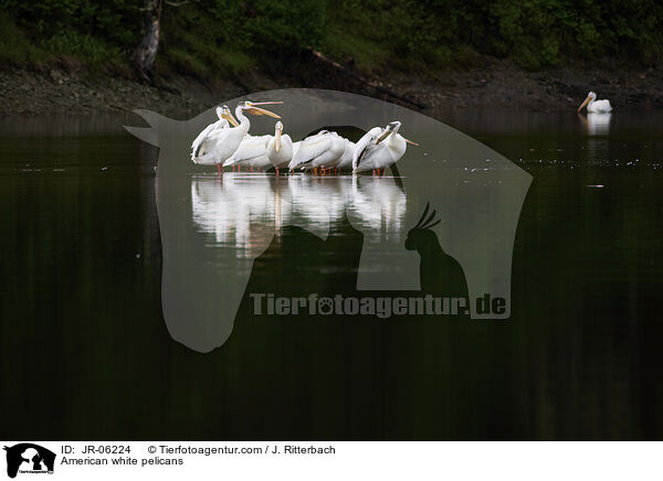 Nashornpelikane / American white pelicans / JR-06224