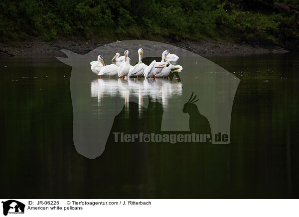American white pelicans / JR-06225