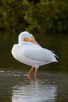 American white pelican