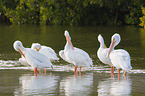 American white pelicans