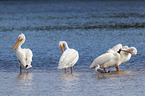 American white pelicans