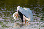 American white pelican