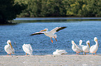 American white pelicans