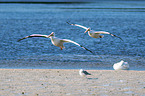 American white pelicans