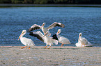 American white pelicans