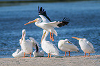 American white pelicans