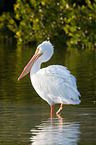 American white pelican